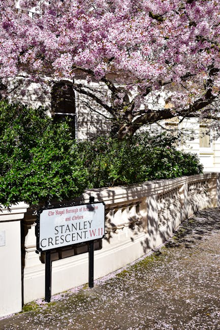 A street view featuring a white stone wall bordering a sidewalk in Kensington and Chelsea. Above the wall, there is lush green shrubbery and a large cherry blossom tree in full bloom with dense clusters of pink and white flowers. The tree's branches extend over the wall, casting shadows on the sidewalk, which is scattered with fallen cherry blossom petals. A street sign reading 'Stanley Crescent W.11' is visible at the base of the wall. The scene is illuminated by natural daylight, highlighting the vibrant colors and fresh appearance of the blossoms, reflecting a well-maintained urban environment. This setting exemplifies the clean, aesthetically pleasing surfaces and natural beauty typical of high-end residential areas serviced by professional cleaning companies like Knightsbridge Carpet Cleaning, supporting surface cleaning and maintenance in the local community.